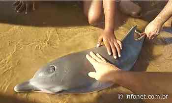 Vídeo mostra golfinho encontrado na praia de Atalaia - Infonet