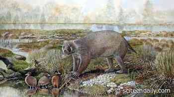 “Seriously Strange” New Extinct Family of Giant Wombat Relatives Discovered in Australian Desert