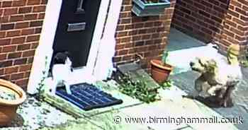 Horror as cat viciously mauled by two unruly dogs