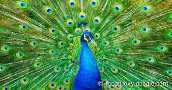 NBC's Peacock: Prices, launch date, devices, discounts, shows and movies     - CNET