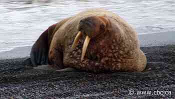 Walrus tongue tests positive for trichinella in Rankin Inlet - CBC.ca