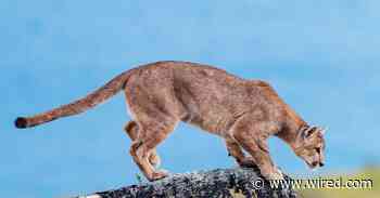 The Anthropause: How the Pandemic Gives Scientists a New Way to Study Wildlife