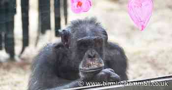 Twycross Zoo bosses furious at being excluded from Government £100m rescue plan