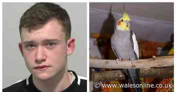 Teen who plunged a knife into a pet cockatiel told police 'it’s just a bird'
