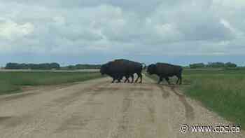 Bison on the loose near Dalmeny, Sask.