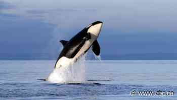 Quieter seas off B.C. coast gives scientists chance to study effects of noise on killer whales