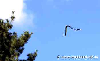 Wie Schlangen fliegen - wissenschaft.de