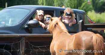 Popular family attraction near Bristol announces FREE entry