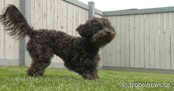 St. Albert puppy becomes ill after ingesting joint on walk: ‘Highlights how toxic it can be’