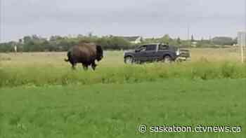 Police warn of bison on the loose after farmer’s fence cut