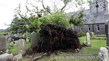 Downed: the Larne tree that grew from seeds brought by the Spanish Armada