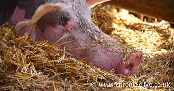 Flu 'which could become a pandemic' found by scientists in China