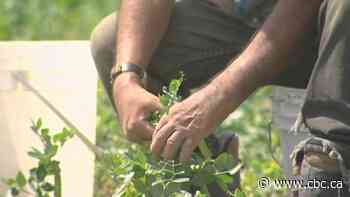 Migrant advocacy group demands Ontario shut down agricultural sector amid COVID-19 spike