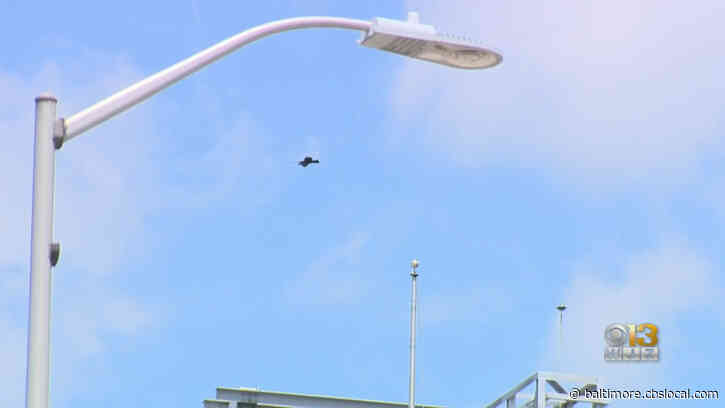 Baltimore Residents Spot Ravens Soaring Around M&T Bank Stadium