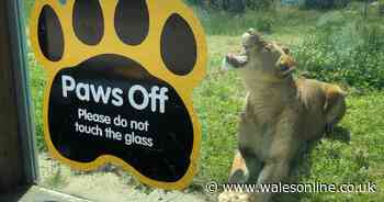 How Folly Farm is planning to re-open in July - Wales Online