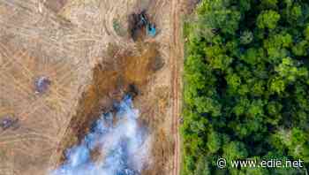 UN: Finance giants must urgently set biodiversity targets and aim for 'net-positive'