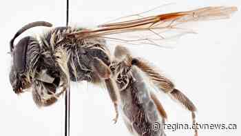 Sask. researchers name new bee species after Chris Hadfield
