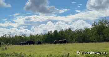 Over 50 bison contained after escaping from Dalmeny, Sask., farm