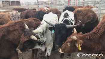 Meat processing backlog puts strain on Alberta cattle ranchers