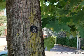 Verde pubblico Villasanta: arrivano i cartellini identificativi per le piante - MBnews