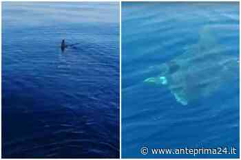 Avvistamento marino mozzafiato a Punta Campanella: il video - anteprima24.it