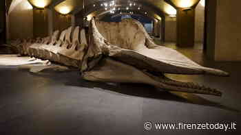 Museo Marino Marini riapre con la mostra "Di Squali e di Balene" - FirenzeToday