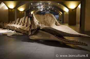 Uno squalo e un capodoglio nella cripta del Museo Marino Marini di Firenze - bonculture