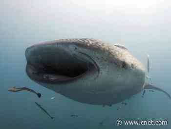 Scientists say whale sharks have teeth on their eyeballs     - CNET