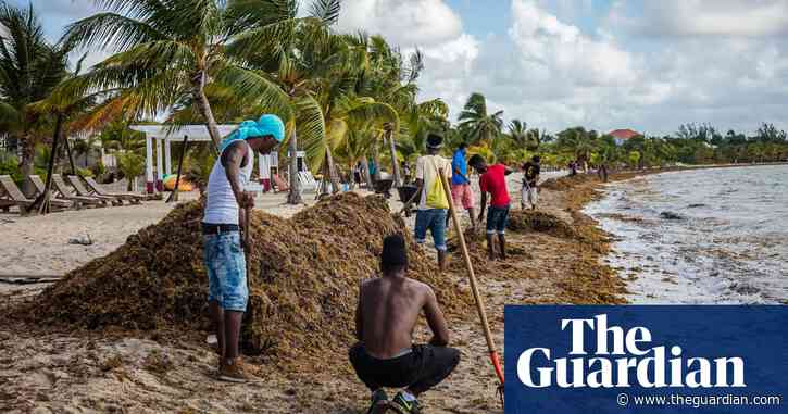 How do you deal with 9m tonnes of suffocating seaweed?