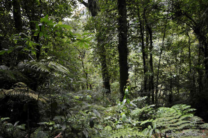 Pa. Dept. Of Conservation And Natural Resources Seeking Public Opinion On Forests