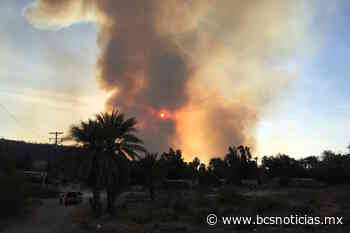 Resultaron afectadas 10 hectáreas tras incendio en el palmar de Mulegé - BCS Noticias