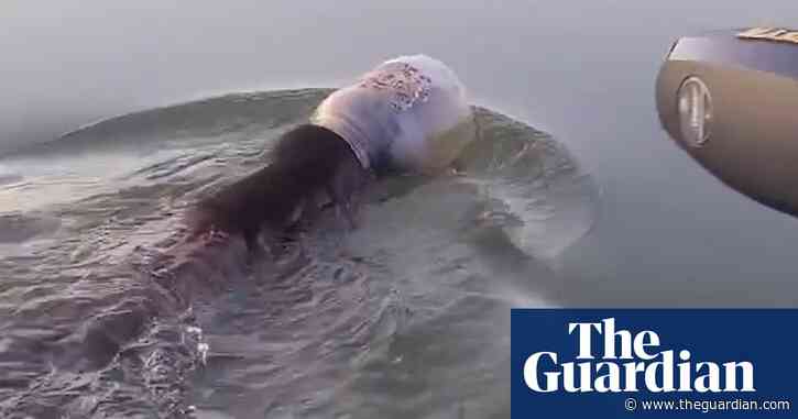 'Swim happy!': family save bear found swimming with a plastic jar on its head – video