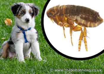 How to avoid fleas and ticks in dogs during the summer heatwave