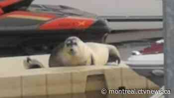 Bearded seal sticking around Montreal area, spotted at a Laval marina - CTV News Montreal