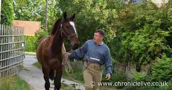 Heartbreak as missing war horse found dead in a ditch