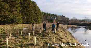 9,000 trees to be planted near Morpeth to help reduce pollution and flood risk