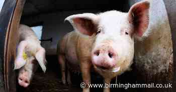 New flu strain with 'potential to become pandemic' found in pigs in China