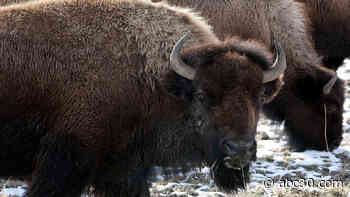 California woman gored by bison while taking its photo at Yellowstone National Park