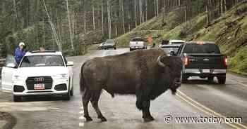 Woman, 72, gored by bison at Yellowstone after getting too close for photos, park says