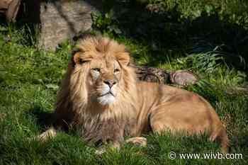Last of four tiger siblings at Buffalo Zoo moving to the Columbus Zoo