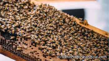 Nanton honey producer offers sweet deal for consumers - Lethbridge News Now