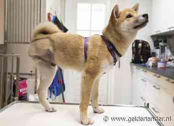 Aangifte tegen grote puppyhandelaar: ‘Dieren komen ziek, ondervoed en getraumatiseerd aan’