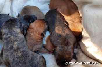 Rescataron a nueve cachorros en el Parque Independencia de Rosario - El Litoral