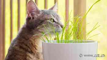 Gatti pazzi per l'erba: «curarsi» non c'entra - Corriere del Ticino