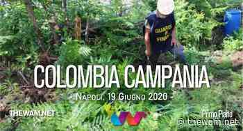 Marijuana, scoperte due piantagioni di “erba” sui monti Lattari - The Wam