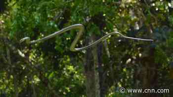 Flying snakes? Here's how they can glide through the air