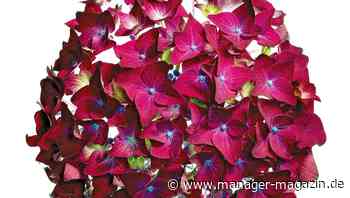 Digitalisierung: Gehen Sie die Transformation schrittweise an