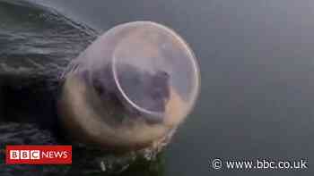 Family rescue bear cub swimming with a jar stuck on its head