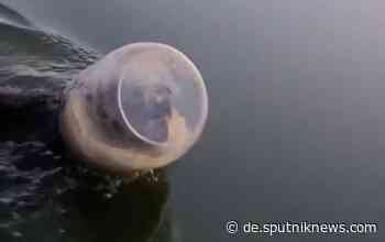 Kopf im Plastikbehälter gefangen: Mann im Kanu befreit Bären auf einem See - Video - Sputnik Deutschland