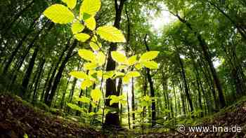 Waldsterben: Durch den Klimawandel sind Buchen immer im Stress - HNA.de
